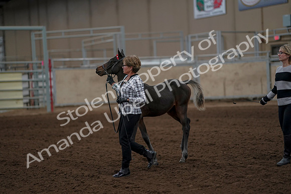 2019 Morgan Horse Show - Aug 30, 2019 - 24852