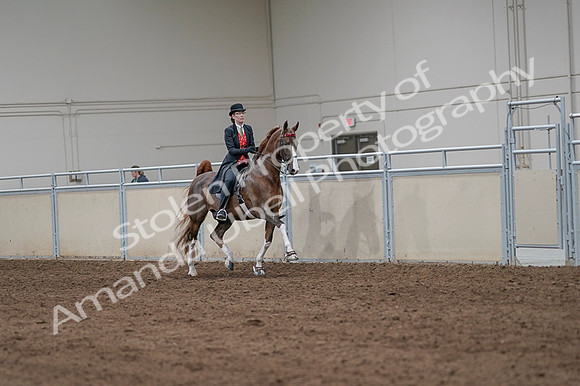 2020 - AB Morgan Horse - Fri, Sept 04 - 09842