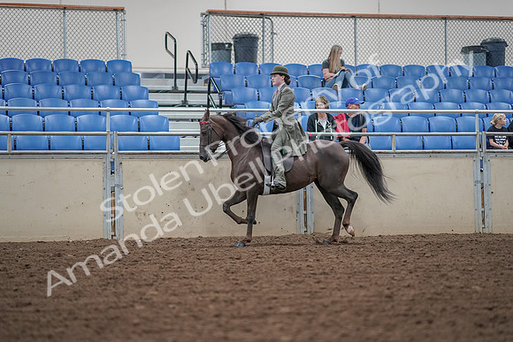 2019 Morgan Horse Show - Aug 30, 2019 - 15519