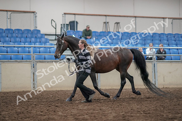 2019 Morgan Horse Show - Aug 31, 2019 - 03669