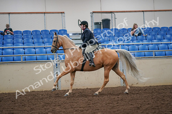 2019 Morgan Horse Show - Aug 30, 2019 - 16324