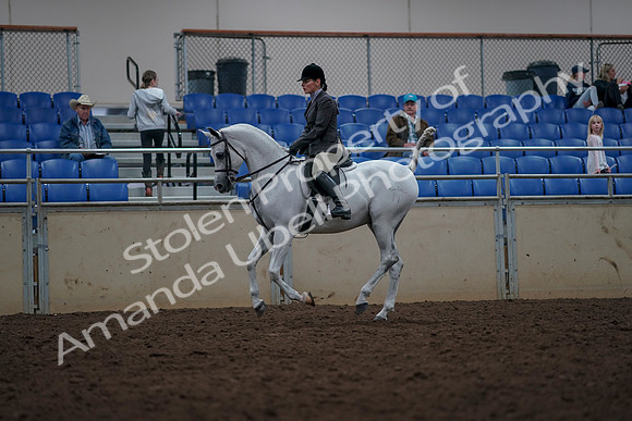 2019 Morgan Horse Show - Aug 31, 2019 - 15013