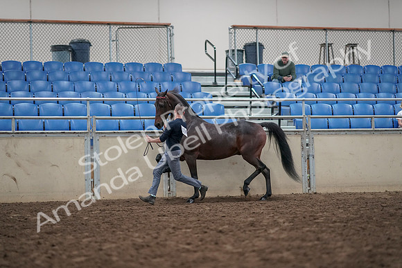 2019 Morgan Horse Show - Aug 31, 2019 - 03643