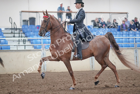 2019 Morgan Horse Show - Aug 31, 2019 - 20451