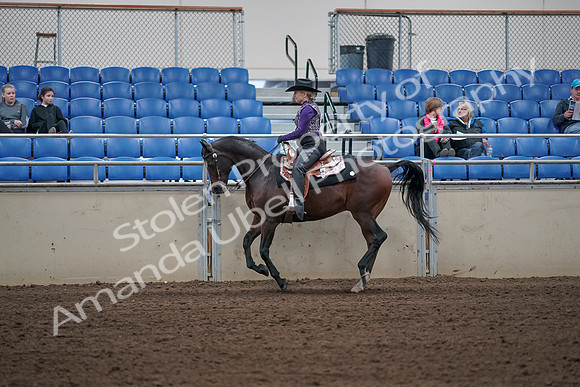 2019 Morgan Horse Show - Aug 31, 2019 - 10636