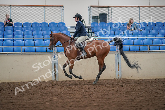 2019 Morgan Horse Show - Aug 30, 2019 - 16368