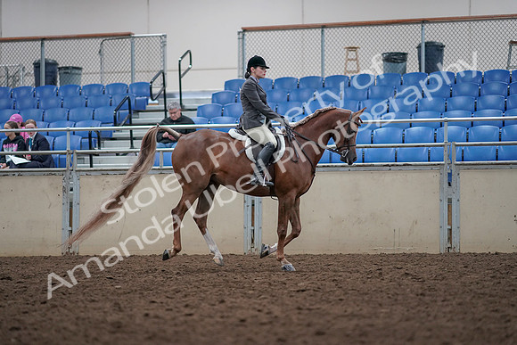 2019 Morgan Horse Show - Aug 31, 2019 - 16077