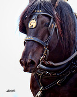 Horse Pull - 002