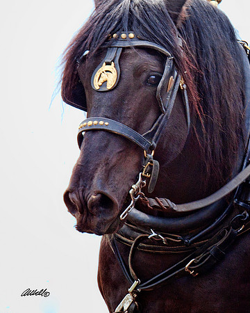 Horse Pull - 002