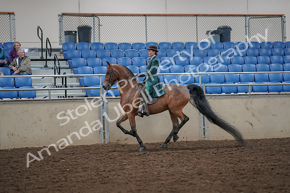 2019 Morgan Horse Show - Aug 30, 2019 - 28038
