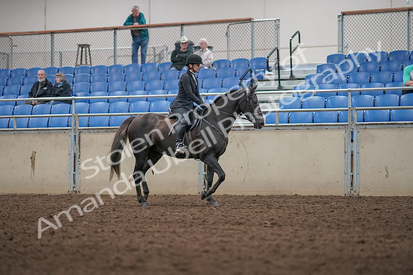 2019 Morgan Horse Show - Aug 31, 2019 - 07376
