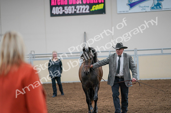 2020 - AB Morgan Horse - Fri, Sept 04 - 08587