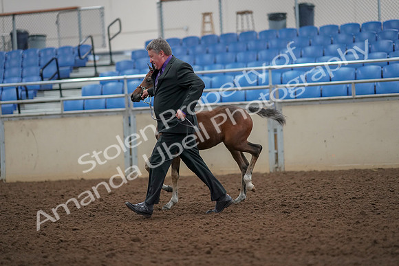 2019 Morgan Horse Show - Aug 30, 2019 - 24673
