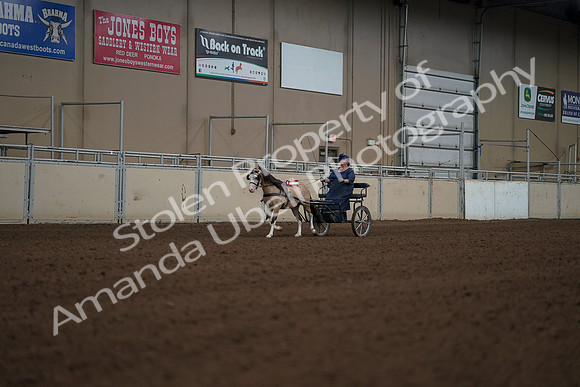 2019 Morgan Horse Show - Aug 31, 2019 - 04579