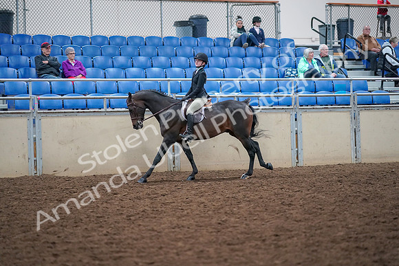 2019 Morgan Horse Show - Aug 30, 2019 - 20556