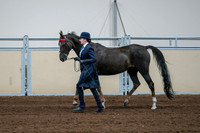 2020 - AB Morgan Horse - Fri, Sept 04 - 00682