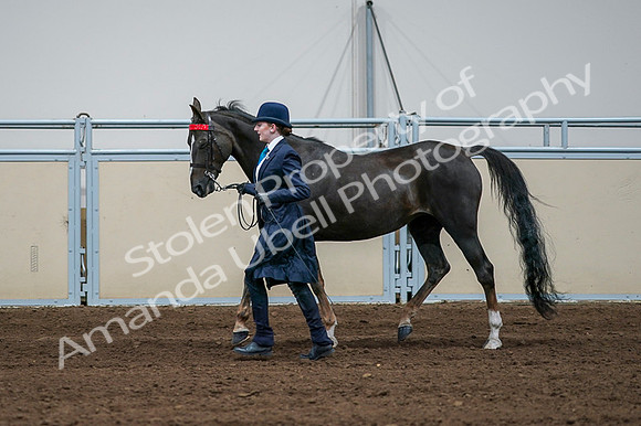 2020 - AB Morgan Horse - Fri, Sept 04 - 00682