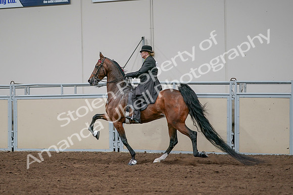 2020 - AB Morgan Horse - Fri, Sept 04 - 09684