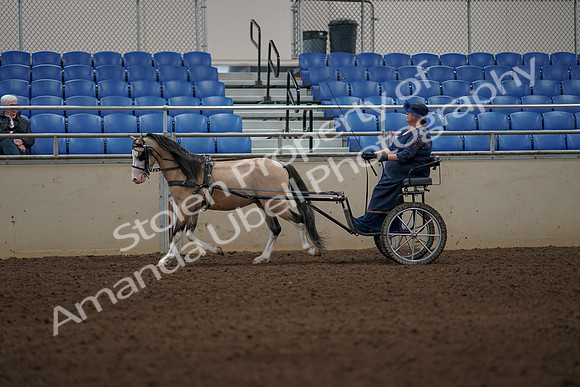 2019 Morgan Horse Show - Aug 31, 2019 - 04279