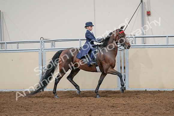 2020 - AB Morgan Horse - Sat, Sept 05 - 04851