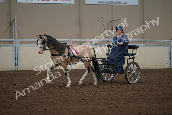 2019 Morgan Horse Show - Aug 31, 2019 - 04606