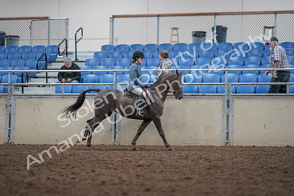 2019 Morgan Horse Show - Aug 31, 2019 - 16769
