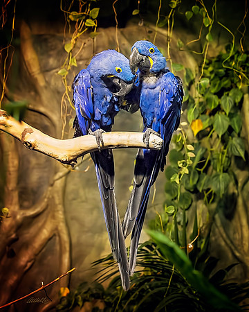 Birds - 078