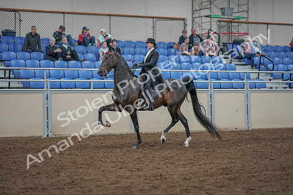 2020 - AB Morgan Horse - Fri, Sept 04 - 11342