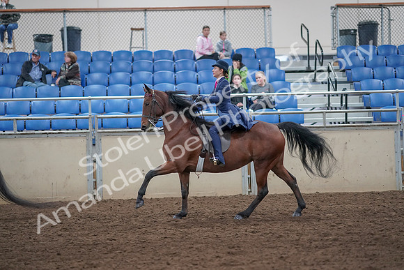 2019 Morgan Horse Show - Aug 31, 2019 - 09461