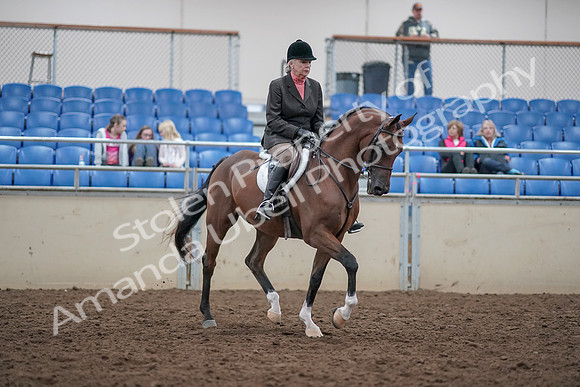 2019 Morgan Horse Show - Aug 31, 2019 - 16200