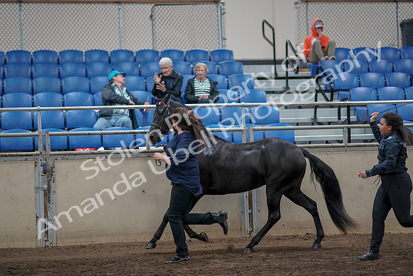 2019 Morgan Horse Show - Aug 31, 2019 - 00902