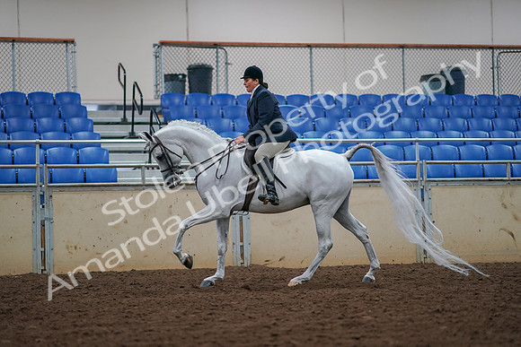 2019 Morgan Horse Show - Aug 30, 2019 - 17420