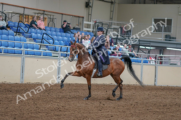 2020 - AB Morgan Horse - Fri, Sept 04 - 11205