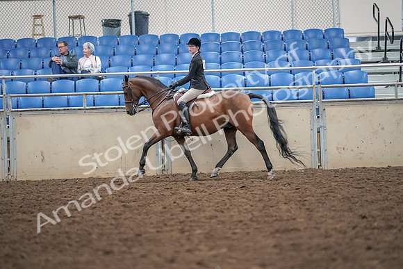 2019 Morgan Horse Show - Aug 30, 2019 - 20167