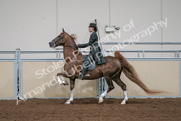 2020 - AB Morgan Horse - Sat, Sept 05 - 13066