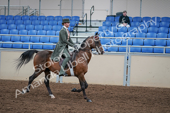 2020 - AB Morgan Horse - Fri, Sept 04 - 03436
