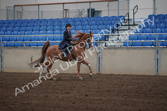 2019 Morgan Horse Show - Sept 01, 2019 - 12010