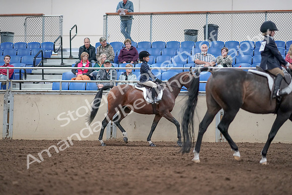 2019 Morgan Horse Show - Aug 31, 2019 - 19677