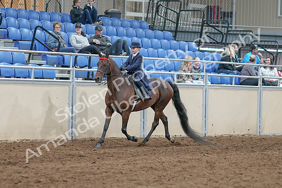 2020 - AB Morgan Horse - Sat, Sept 05 - 04756