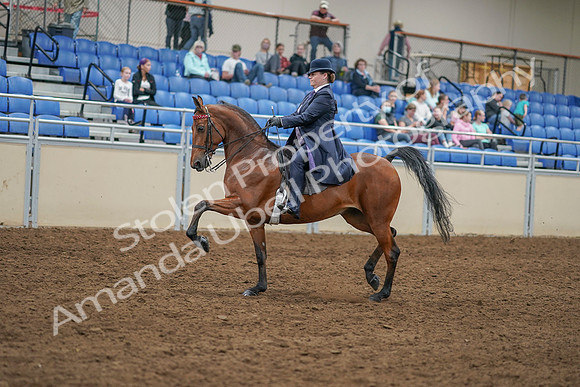 2020 - AB Morgan Horse - Sat, Sept 05 - 09689