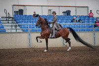 2019 Morgan Horse Show - Sept 01, 2019 - 07384