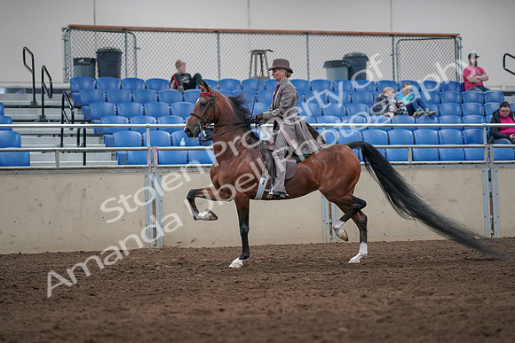 2019 Morgan Horse Show - Sept 01, 2019 - 07384