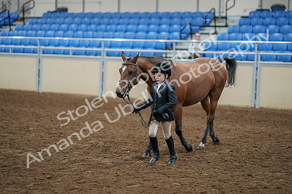 2020 - AB Morgan Horse - Fri, Sept 04 - 00903