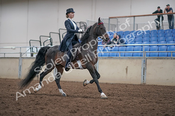 2019 Morgan Horse Show - Aug 31, 2019 - 20694