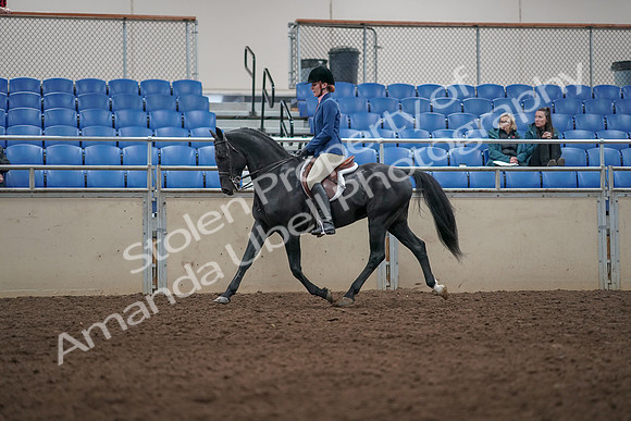 2019 Morgan Horse Show - Aug 31, 2019 - 07282
