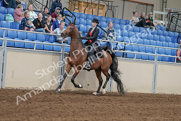 2020 - AB Morgan Horse - Sat, Sept 05 - 06712