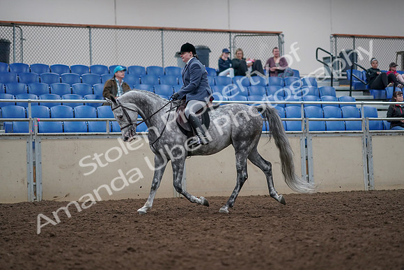 2019 Morgan Horse Show - Aug 31, 2019 - 14762