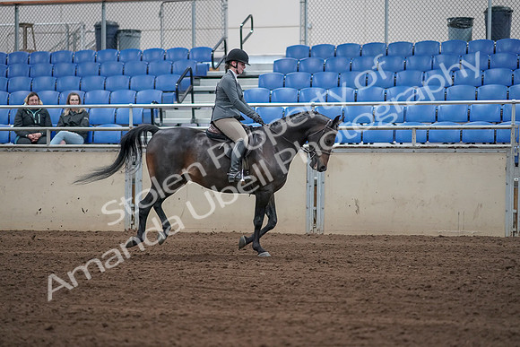 2019 Morgan Horse Show - Sept 01, 2019 - 11092