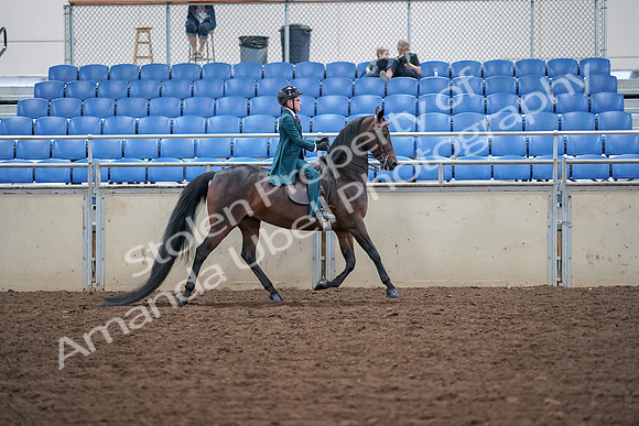 2019 Morgan Horse Show - Aug 30, 2019 - 18178