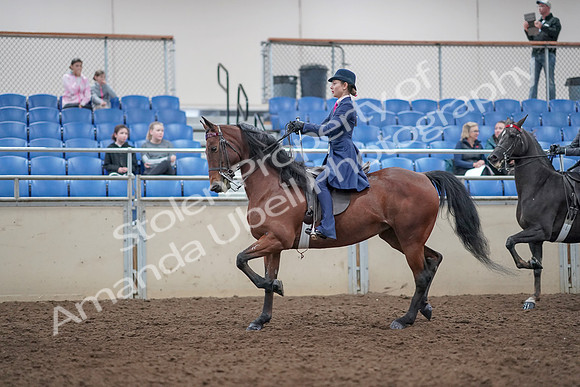 2019 Morgan Horse Show - Aug 31, 2019 - 09375